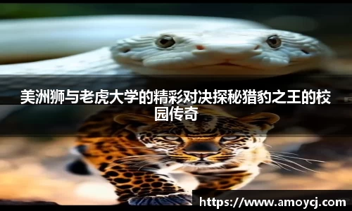 韦德体育